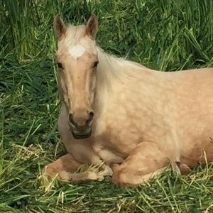 Meet your Posher, Tracey